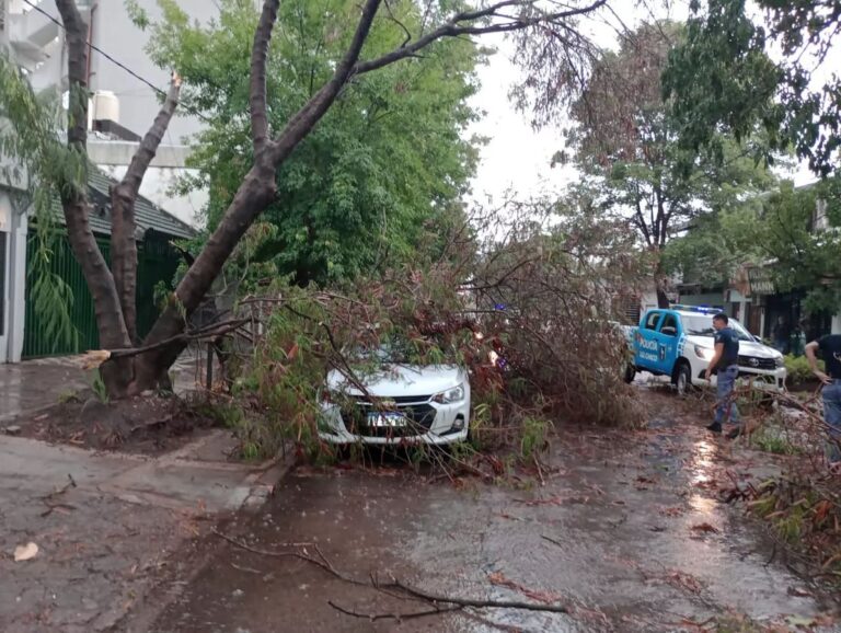 ¿Quién paga los daños si se cae una rama en la calle?